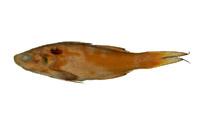 五絲馬鮁魚( i Polydactylus plebeius /i )