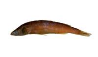 澎湖鮻( i Liza pescadorensis /i )