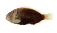 白條海葵魚( i Amphiprion frenatus /i )