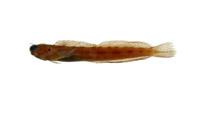 對斑蛙鳚( i Istiblennius bilitonensis /i )