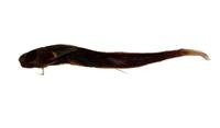 紋身蛙鳚( i Istiblennius lineatus /i )