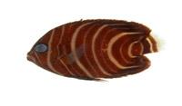 疊波蓋刺魚( i Pomacanthus semicirculatus /i )