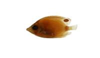 月斑蝴蝶魚( i Chaetodon lunula /i )