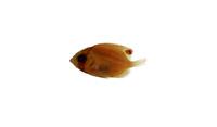 揚旛蝴蝶魚( i Chaetodon auriga /i )