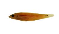 頸帶海豬魚( i Halichoeres scapularis /i )