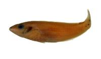 斷紋紫胸魚( i Stethojulis interrupta /i )
