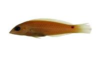 三斑海豬魚( i Halichoeres trimaculatus /i )