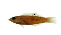 虹彩海豬魚( i Halichoeres margaritaceus /i )