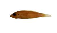 斷紋紫胸魚( i Stethojulis interrupta /i )