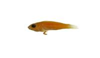 側帶鸚嘴魚( i Scarus lepidus /i )