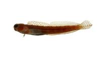紅點蛙鳚( i Istiblennius cyanostigma /i )