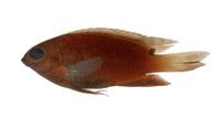 藍刻齒雀鯛( i Chrysiptera cyanea /i )