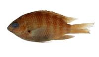 七帶豆娘魚( i Abudefduf septemfasciatus /i )