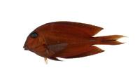 藍線刺尾魚( i Acanthurus bleekeri /i )