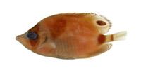 月斑蝴蝶魚( i Chaetodon lunula /i )