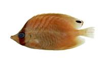 揚旛蝴蝶魚( i Chaetodon auriga /i )