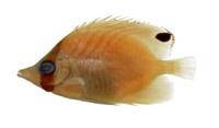 揚旛蝴蝶魚( i Chaetodon auriga /i )