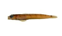 六橫斑擬鱸( i Parapercis sexfasciata /i )