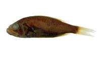 准燧鯛( i Paratrachichthys prosthemius /i )
