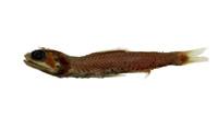 喀氏眶燈魚( i Diaphus garmani /i )