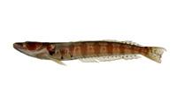 四棘擬鱸( i Parapercis tetracantha /i )