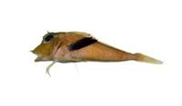 紅雙角魚( i Lepidotrigla alata /i )