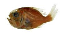 紅胸棘鯛( i Hoplostethus mediterraneus /i )
