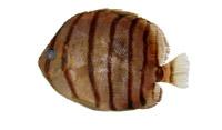 八帶蝴蝶魚( i Chaetodon octofasciatus /i )