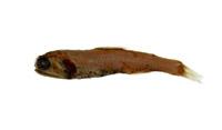 喀氏眶燈魚( i Diaphus garmani /i )