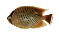 川紋蝴蝶魚( i Chaetodon trifascialis /i )