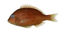 黃帶龍占( i Lethrinus ornatus /i )