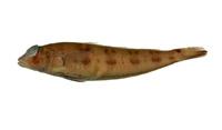 六橫斑擬鱸( i Parapercis sexfasciata /i )