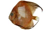 燕魚( i Platax sp. /i )