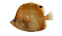 尖嘴蝴蝶魚( i Chaetodon modestus /i )