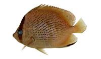 胡麻斑蝴蝶魚( i Chaetodon citrinellus /i )