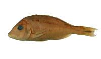 藍帶裸頰鯛( i Lethrinus choerorynchus /i )