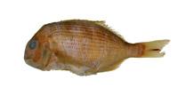 平鯛的異名( i Sparus sarba /i )