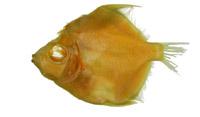 豆娘魚( i Abudefduf rubescens /i )