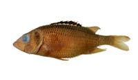 黑鰭長頦鰃( i Flammeo opercularis /i )