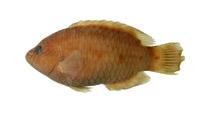 三葉唇魚( i Cheilinus trilobatus /i )