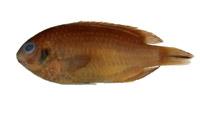( i Glyphidodontops glauu /i )