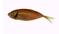 細鰺( i Selaroides leptolepis /i )