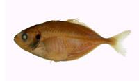 卵形鯧鰺( i Trachinotus ovatus /i )