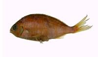 日本鑽嘴魚( i Gerres japonicus /i )