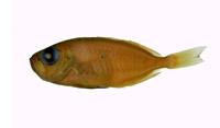正條鱈( i Hymenocephalus striatissimus /i )