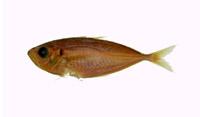 大眼鯛( i priacanthus macracanthus /i )