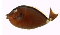 黑背鼻魚( i Naso lituratus /i )