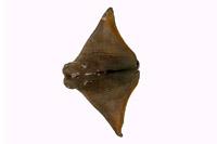 叉頭燕魟( i Rhinoptera javanica /i )
