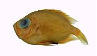鋸鰩( i Pristis pristis /i )