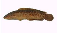 斑鱧( i Channa maculata /i )